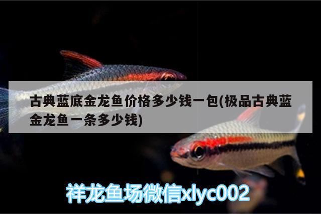 古典藍(lán)底金龍魚價格多少錢一包(極品古典藍(lán)金龍魚一條多少錢)