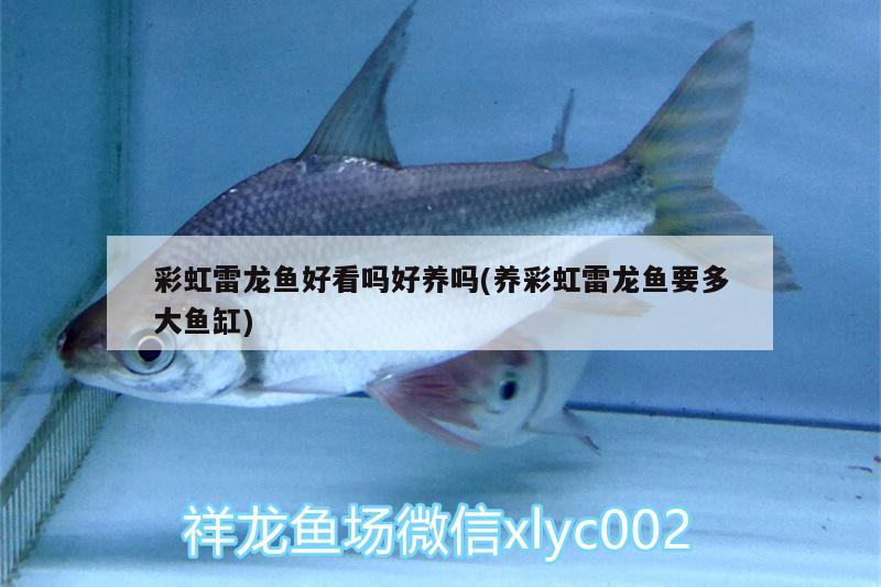 魚缸里過濾材料怎么放進(jìn)去魚缸里過濾材料的選擇、放置順序，魚缸過濾材料怎么放進(jìn)去魚缸里過濾材料的選擇、放置順序 飛鳳魚 第2張