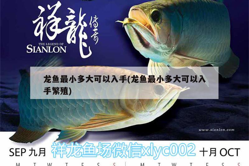 龍魚最小多大可以入手(龍魚最小多大可以入手繁殖) 南美異型魚