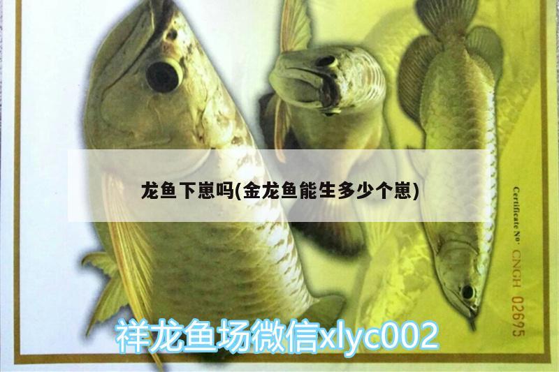 龍魚下崽嗎(金龍魚能生多少個(gè)崽) 祥龍水族護(hù)理水