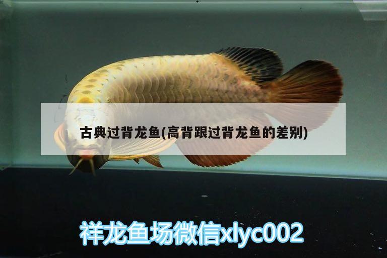 古典過背龍魚(高背跟過背龍魚的差別)