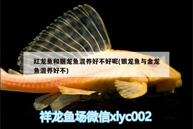 紅龍魚和銀龍魚混養(yǎng)好不好呢(銀龍魚與金龍魚混養(yǎng)好不) 銀龍魚