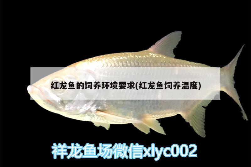 紅龍魚的飼養(yǎng)環(huán)境要求(紅龍魚飼養(yǎng)溫度)