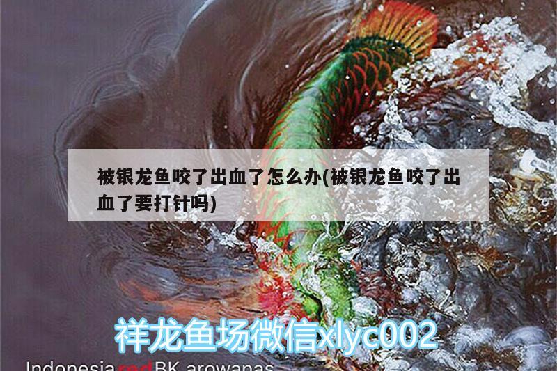 被銀龍魚咬了出血了怎么辦(被銀龍魚咬了出血了要打針嗎)