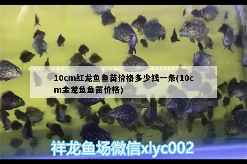 10cm紅龍魚(yú)魚(yú)苗價(jià)格多少錢一條(10cm金龍魚(yú)魚(yú)苗價(jià)格) 圖騰金龍魚(yú)