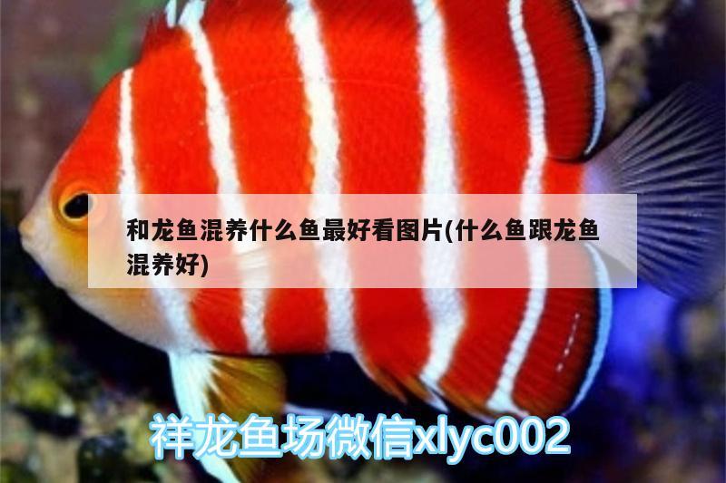 和龍魚混養(yǎng)什么魚最好看圖片(什么魚跟龍魚混養(yǎng)好)