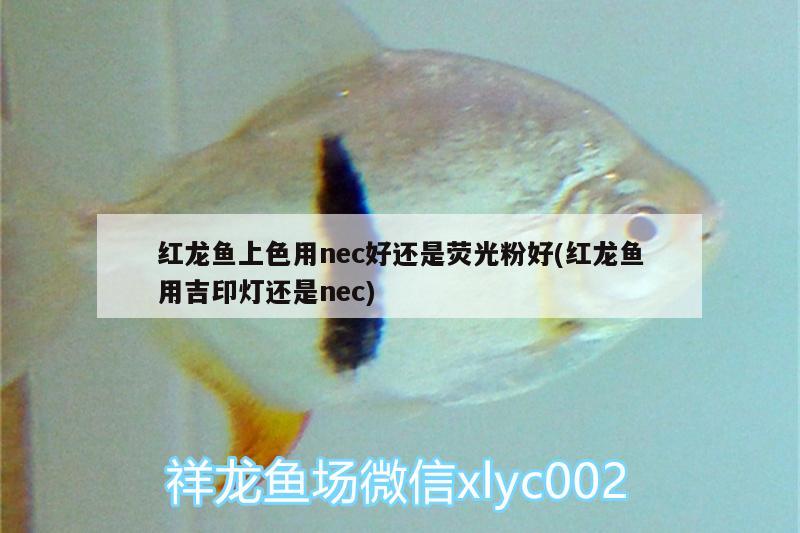 紅龍魚上色用nec好還是熒光粉好(紅龍魚用吉印燈還是nec)