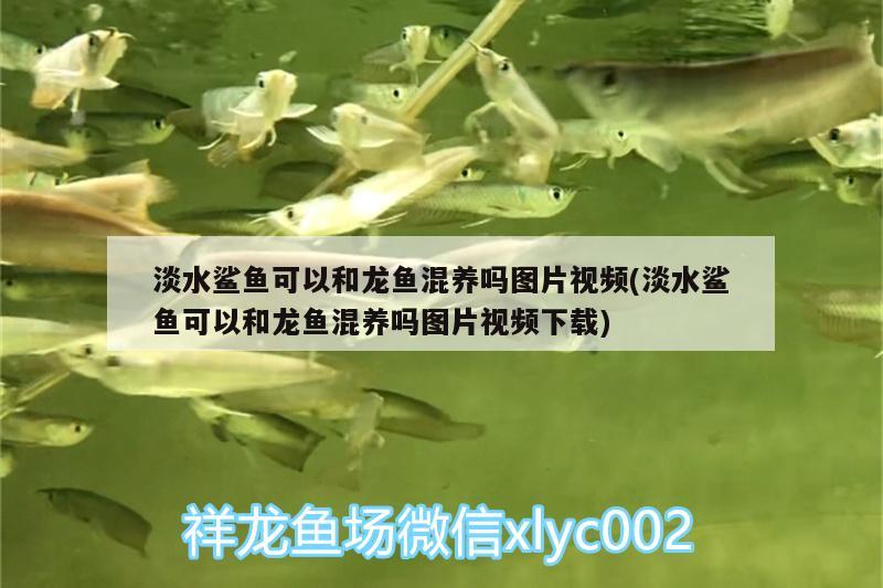 淡水鯊魚可以和龍魚混養(yǎng)嗎圖片視頻(淡水鯊魚可以和龍魚混養(yǎng)嗎圖片視頻下載) 白子紅龍魚