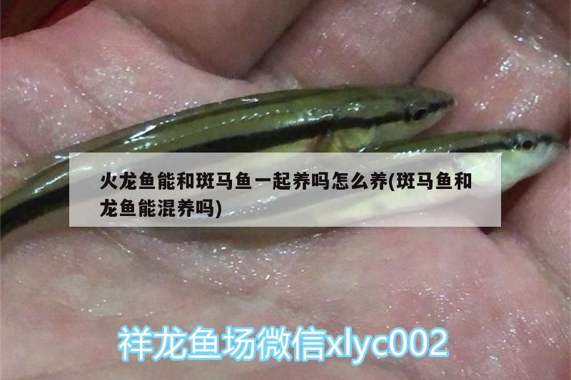 龍魚(yú)多久喂一次蝎子，龍魚(yú)多久喂一次蝎子好，龍魚(yú)多久喂一次蝎子