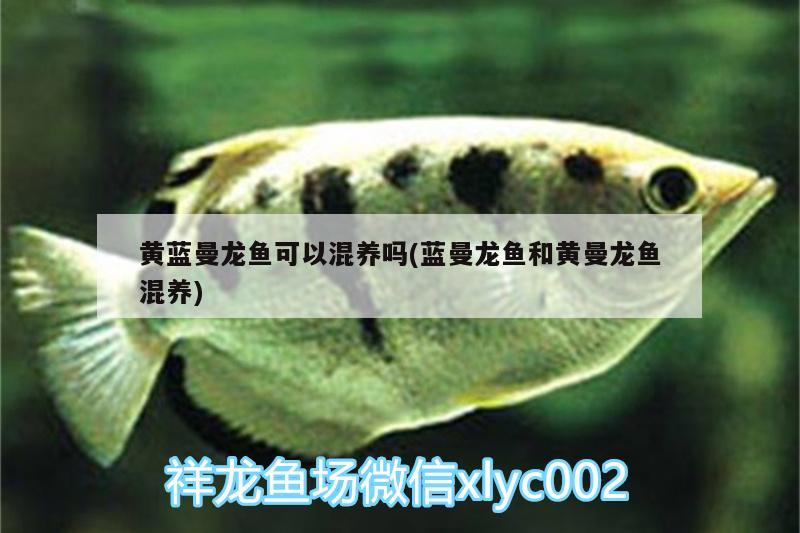 不論晴雨，微笑前行，（不論晴雨,微笑前行什么意思） 量子養(yǎng)魚技術(shù) 第3張