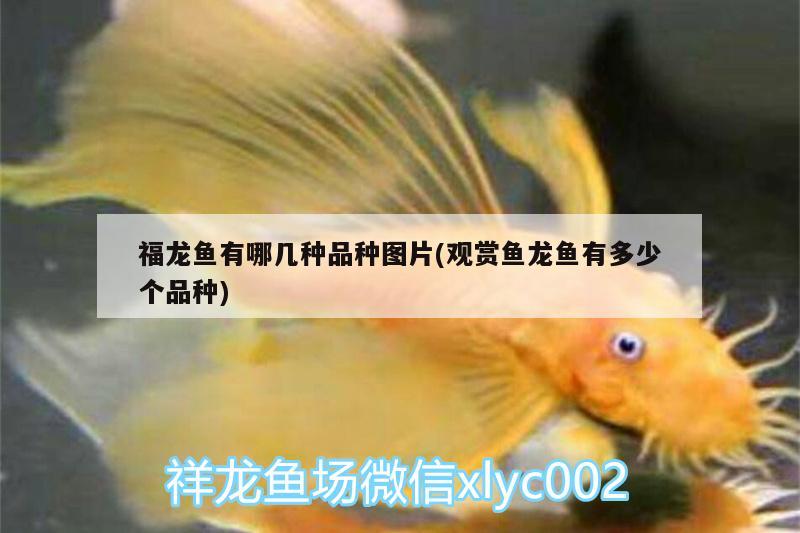 天津搬魚缸就找天津熊貓之家搬家公司（天津?qū)I(yè)搬魚缸的搬家公司） 恐龍王魚 第4張