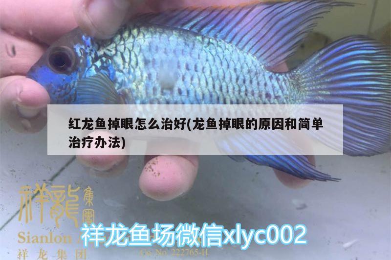 紅龍魚掉眼怎么治好(龍魚掉眼的原因和簡單治療辦法)