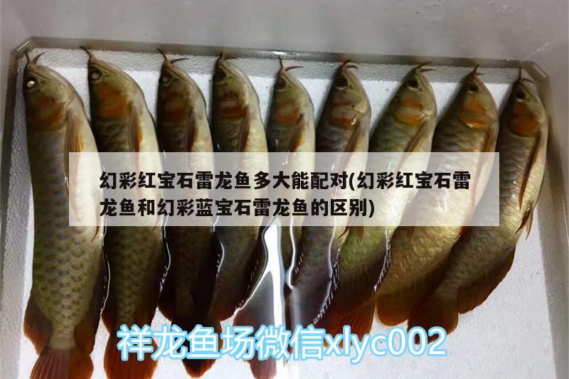 幻彩紅寶石雷龍魚多大能配對(duì)(幻彩紅寶石雷龍魚和幻彩藍(lán)寶石雷龍魚的區(qū)別)