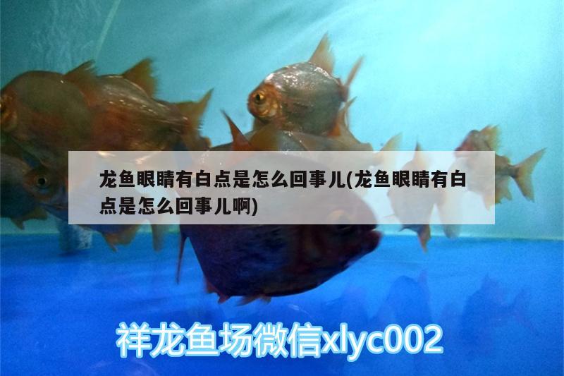 無更新 魚缸水泵 第3張