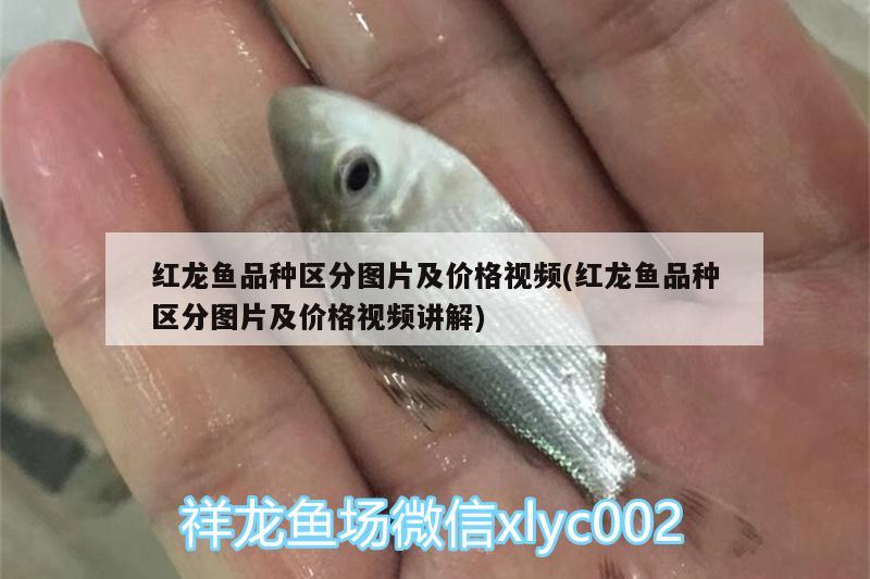 紅龍魚品種區(qū)分圖片及價格視頻(紅龍魚品種區(qū)分圖片及價格視頻講解) 祥龍藍(lán)珀金龍魚 第2張