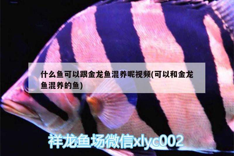 什么魚可以跟金龍魚混養(yǎng)呢視頻(可以和金龍魚混養(yǎng)的魚) 印尼三紋虎