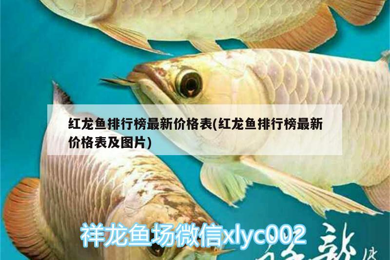 紅龍魚排行榜最新價格表(紅龍魚排行榜最新價格表及圖片)