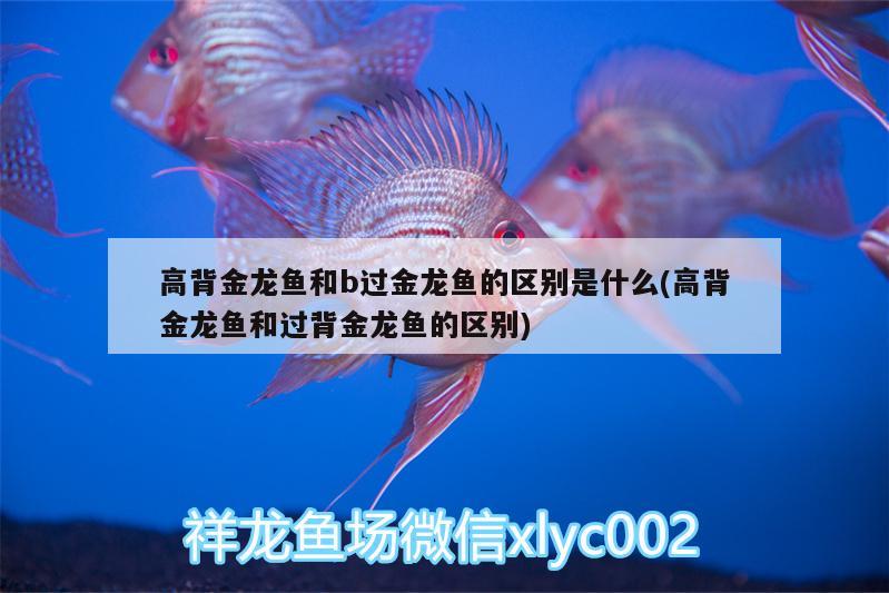 高背金龍魚和b過金龍魚的區(qū)別是什么(高背金龍魚和過背金龍魚的區(qū)別)