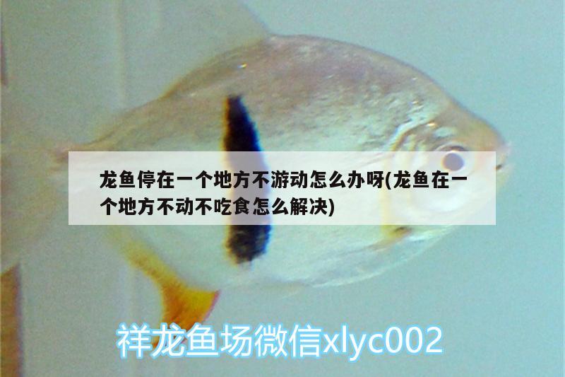 冬天龍魚不吃食怎么辦呀(冬天龍魚不吃食怎么辦呀視頻)