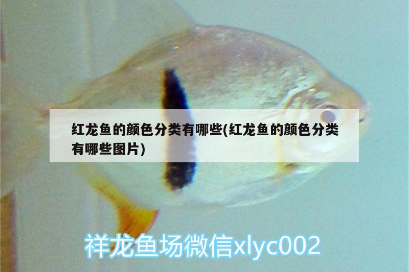 紅龍魚的顏色分類有哪些(紅龍魚的顏色分類有哪些圖片)