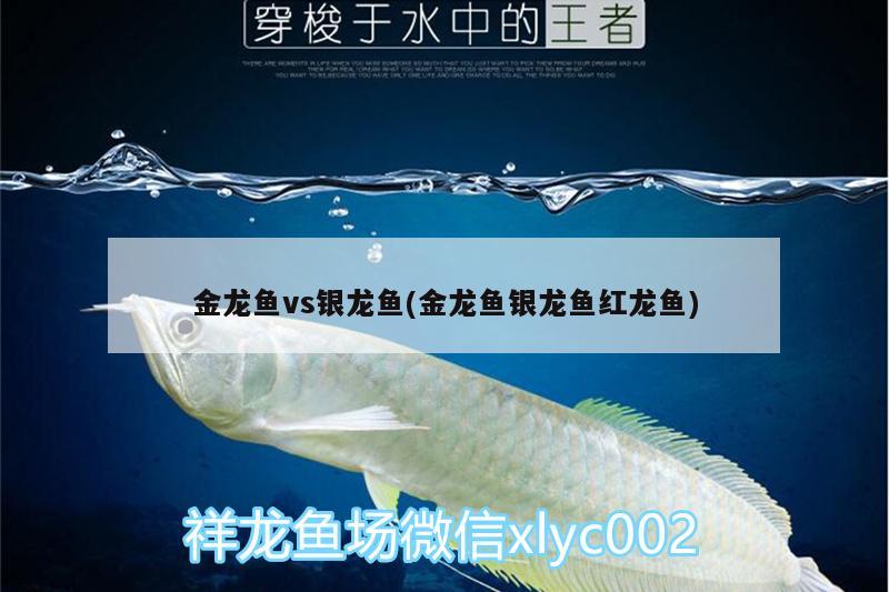 高背金龍魚視頻大全集免費觀看(金龍魚高背魚過背圖解) 高背金龍魚