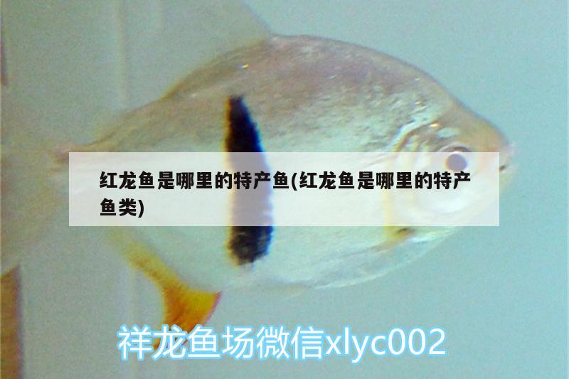 廈門(mén)魚(yú)缸廠家直銷(xiāo)店在哪里啊多少錢(qián)（大型塑料魚(yú)缸大概多少錢(qián)） 細(xì)線銀板魚(yú)苗