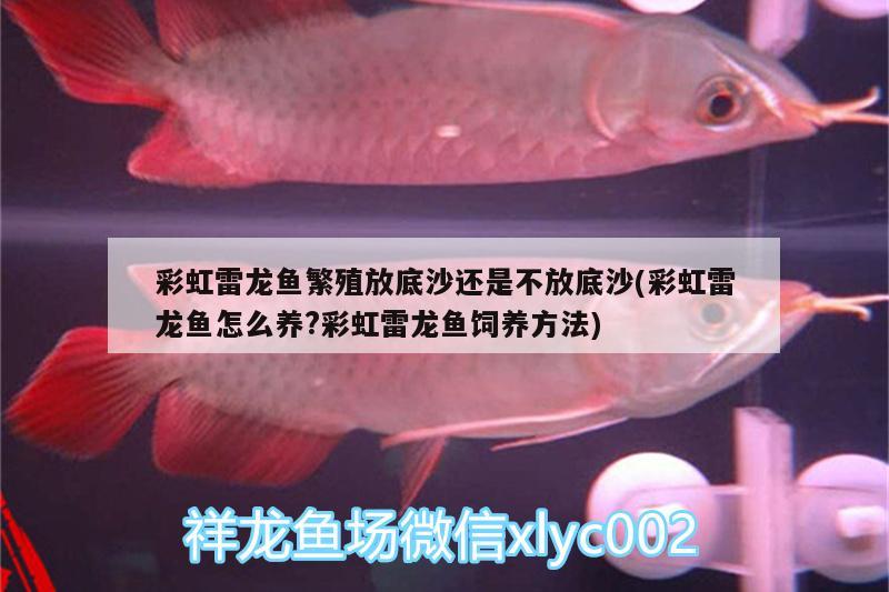 彩虹雷龍魚繁殖放底沙還是不放底沙(彩虹雷龍魚怎么養(yǎng)?彩虹雷龍魚飼養(yǎng)方法) 福魟魟魚