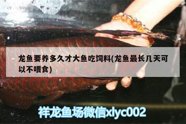 龍魚要養(yǎng)多久才大魚吃飼料(龍魚最長幾天可以不喂食)