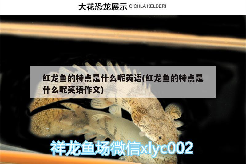 白銀水族館想翻缸骨架不變