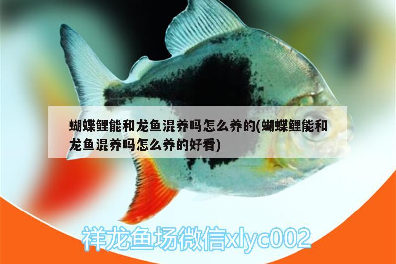 蝴蝶鯉能和龍魚混養(yǎng)嗎怎么養(yǎng)的(蝴蝶鯉能和龍魚混養(yǎng)嗎怎么養(yǎng)的好看)