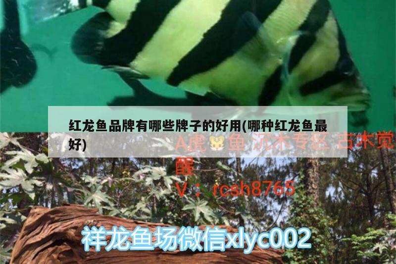 魚缸穩(wěn)定劑必須加嗎為什么沒有水(魚缸里放水質(zhì)穩(wěn)定劑是起什么作用的?) 狗狗（犬） 第3張