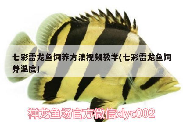 七彩雷龍魚飼養(yǎng)方法視頻教學(七彩雷龍魚飼養(yǎng)溫度) 小型觀賞魚