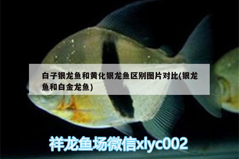 白子銀龍魚和黃化銀龍魚區(qū)別圖片對比(銀龍魚和白金龍魚) 銀龍魚