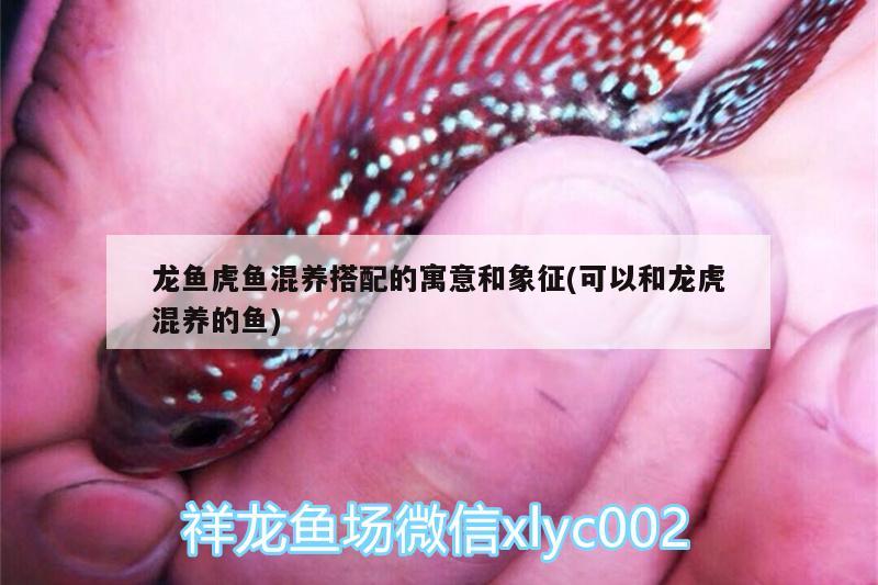 龍魚虎魚混養(yǎng)搭配的寓意和象征(可以和龍虎混養(yǎng)的魚) 虎魚百科