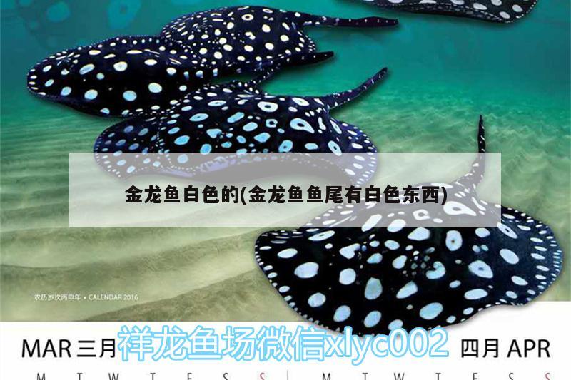 金龍魚白色的(金龍魚魚尾有白色東西)