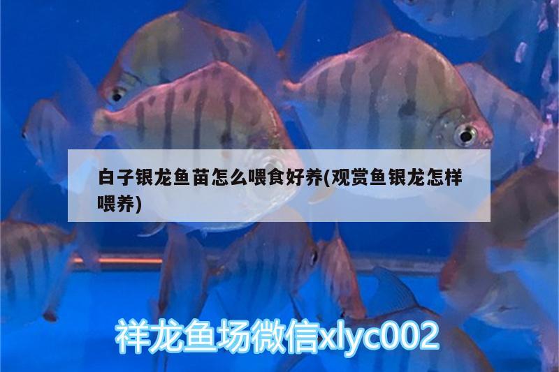 白子銀龍魚苗怎么喂食好養(yǎng)(觀賞魚銀龍?jiān)鯓游桂B(yǎng)) 白子銀龍魚苗