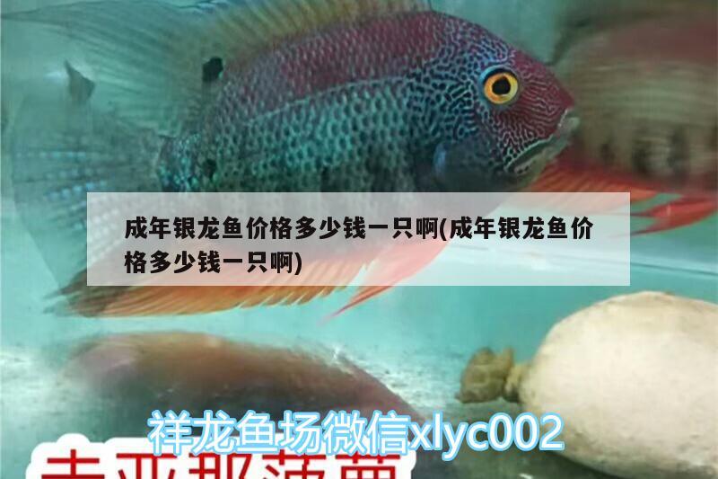 成年銀龍魚價格多少錢一只啊(成年銀龍魚價格多少錢一只啊) 銀龍魚