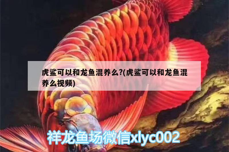 虎鯊可以和龍魚(yú)混養(yǎng)么?(虎鯊可以和龍魚(yú)混養(yǎng)么視頻) 廣州水族器材濾材批發(fā)市場(chǎng)