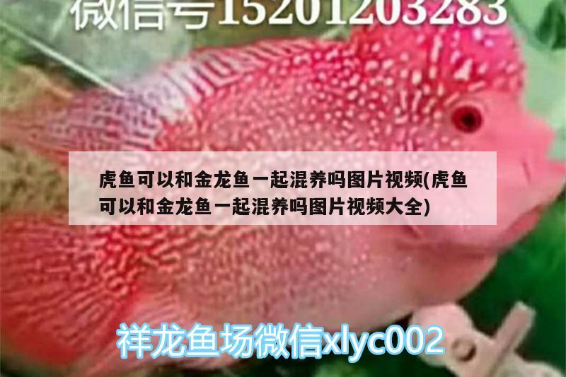 虎魚可以和金龍魚一起混養(yǎng)嗎圖片視頻(虎魚可以和金龍魚一起混養(yǎng)嗎圖片視頻大全) 虎魚百科