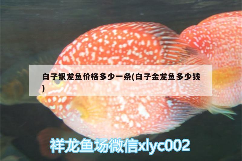 白子銀龍魚(yú)價(jià)格多少一條(白子金龍魚(yú)多少錢(qián)) 白子金龍魚(yú)