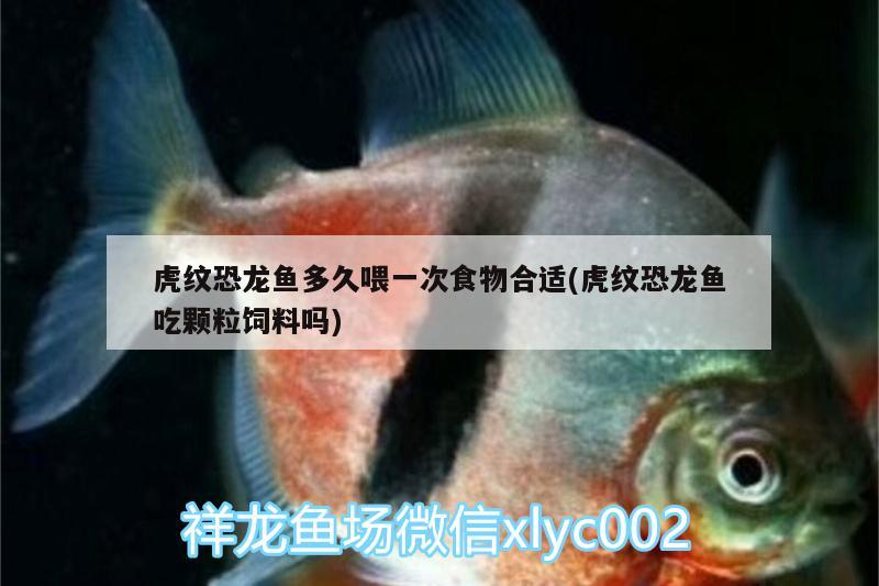 鎮(zhèn)江二手魚缸轉讓電話地址在哪里（鎮(zhèn)江魚缸廠） 其他品牌魚缸 第3張