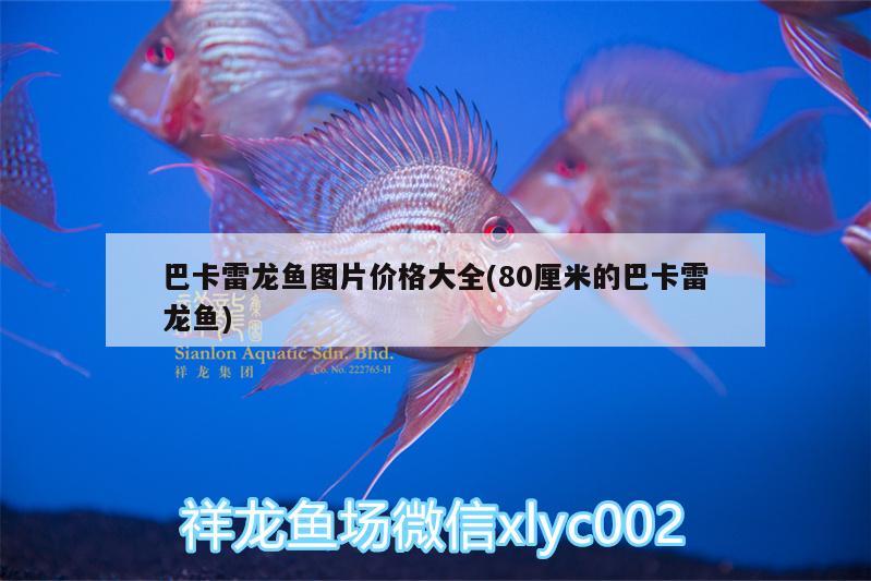 巴卡雷龍魚圖片價(jià)格大全(80厘米的巴卡雷龍魚)