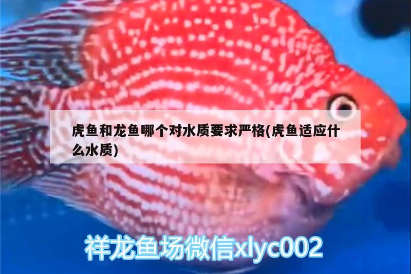 虎魚和龍魚哪個(gè)對(duì)水質(zhì)要求嚴(yán)格(虎魚適應(yīng)什么水質(zhì)) 虎魚百科