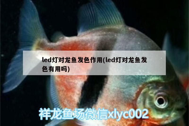 led燈對龍魚發(fā)色作用(led燈對龍魚發(fā)色有用嗎) 非洲象鼻魚