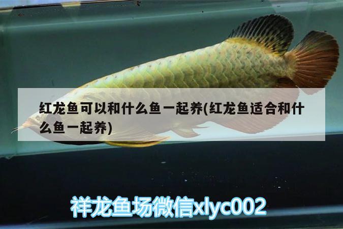 紅龍魚可以和什么魚一起養(yǎng)(紅龍魚適合和什么魚一起養(yǎng))