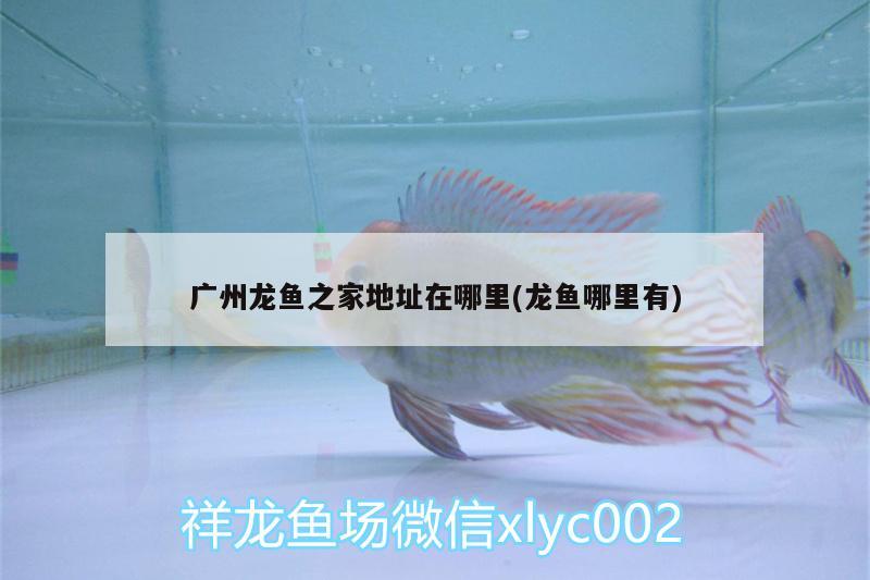 廣州龍魚之家地址在哪里(龍魚哪里有)