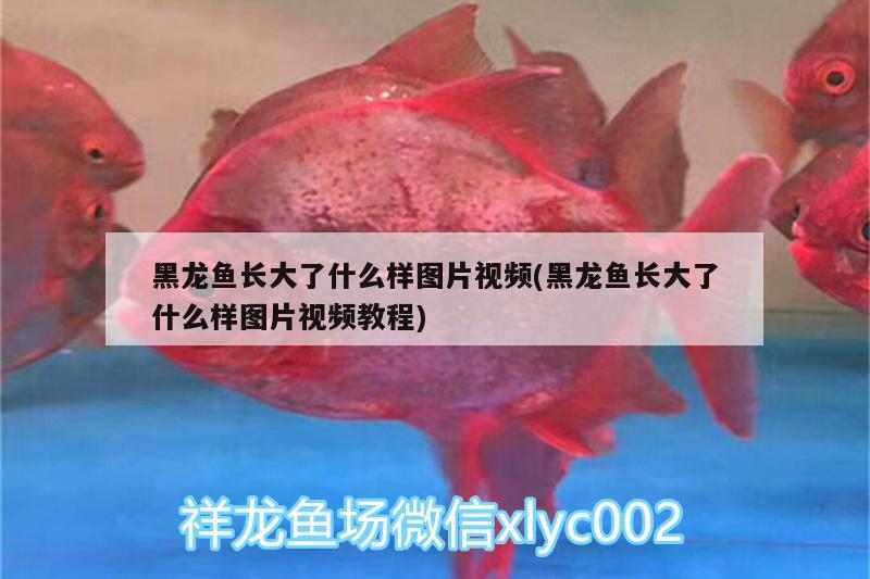 河源水族館做好日常護理 泰龐海鰱魚 第3張