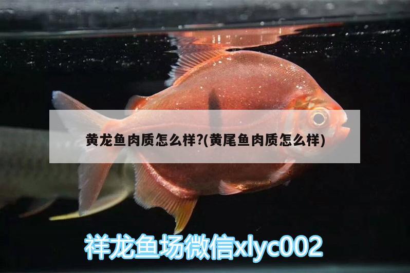 黃龍魚肉質(zhì)怎么樣?(黃尾魚肉質(zhì)怎么樣) 蝴蝶鯉魚苗