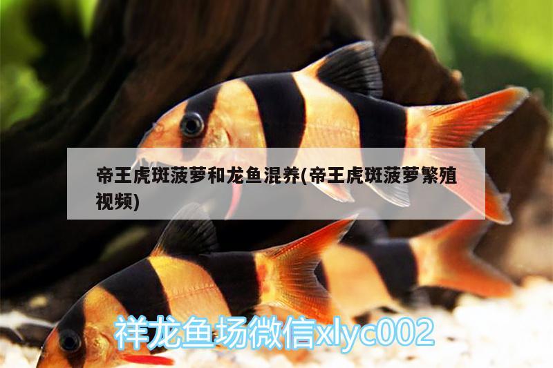 虎皮魚怎樣混養(yǎng)，虎皮和什么魚混養(yǎng) 觀賞魚 第1張