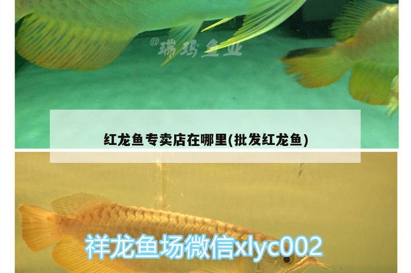 紅龍魚專賣店在哪里(批發(fā)紅龍魚)